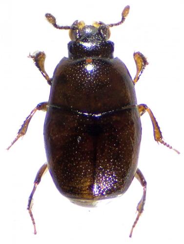 Réf. 213 227 : Halacritus punctum